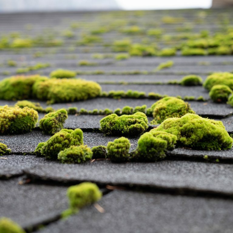 Moss on wooden panel texture background